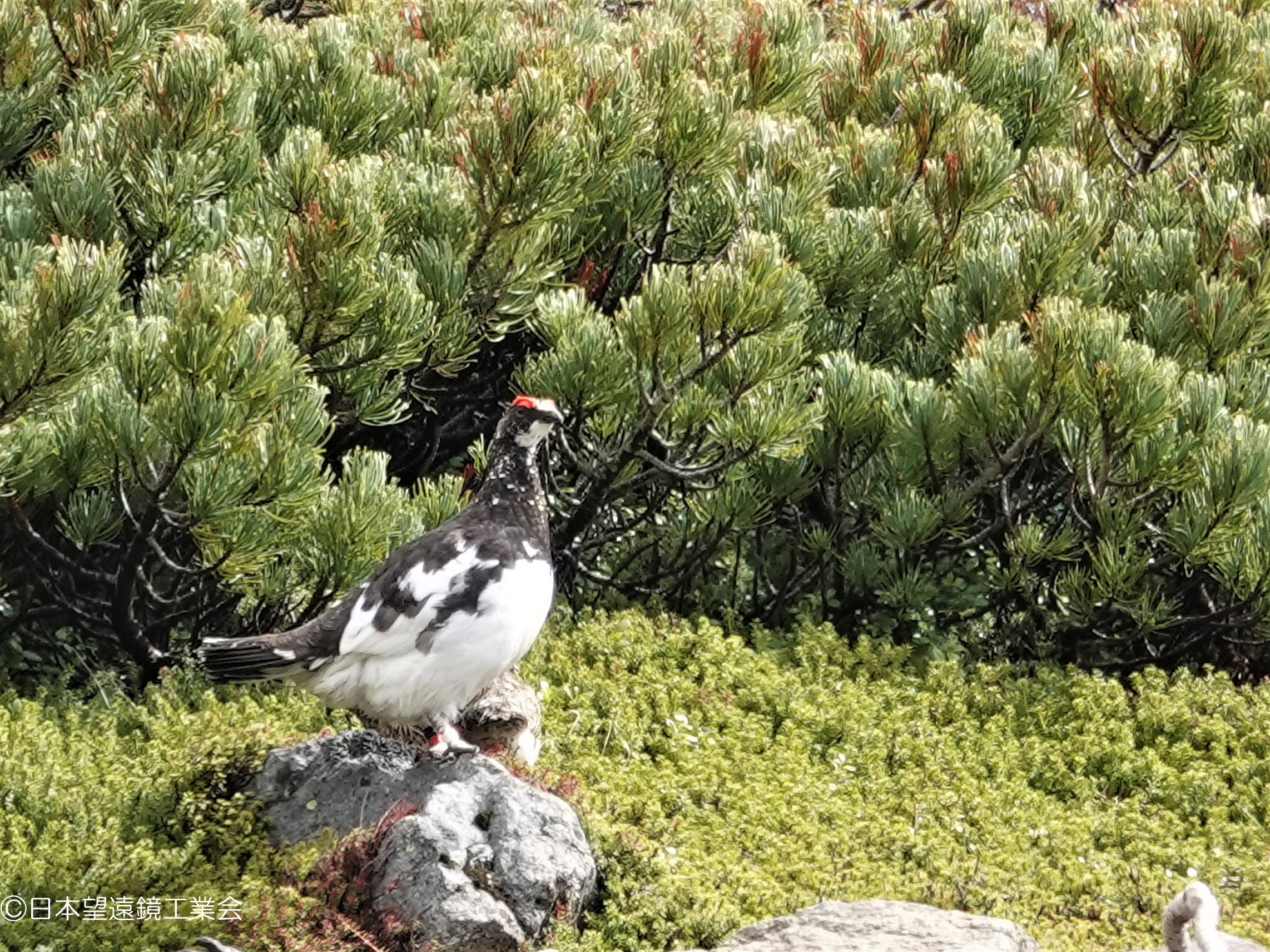 ライチョウ 雷鳥 キジ科 留鳥 日本望遠鏡工業会 Gallery